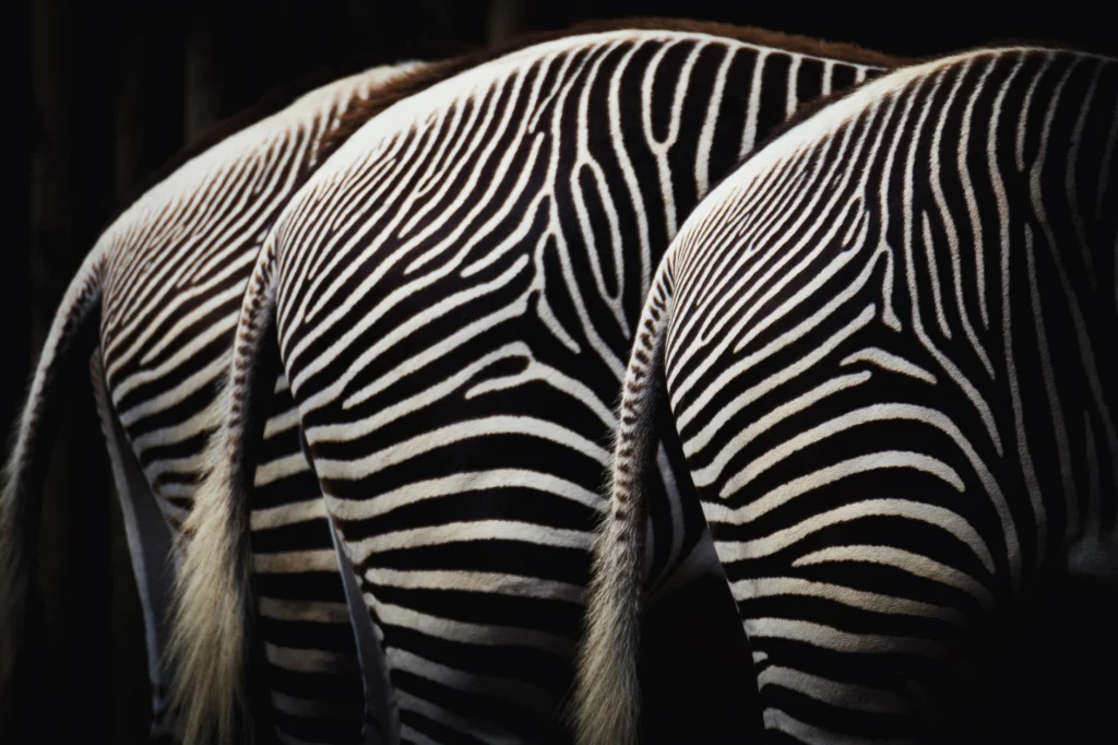 Photo by Gabriele Brancati on Pexels