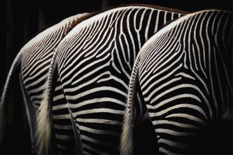 Photo by Gabriele Brancati on Pexels