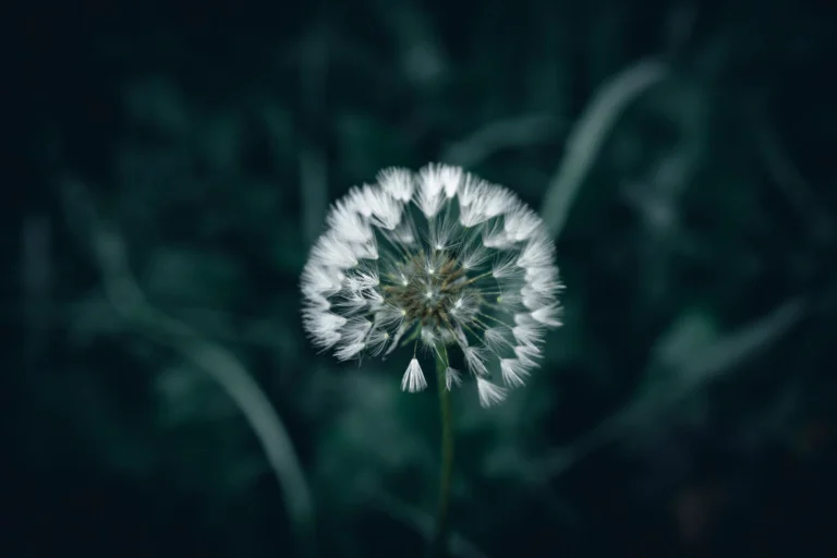 Photo by Wyxina Tresse on Pexels