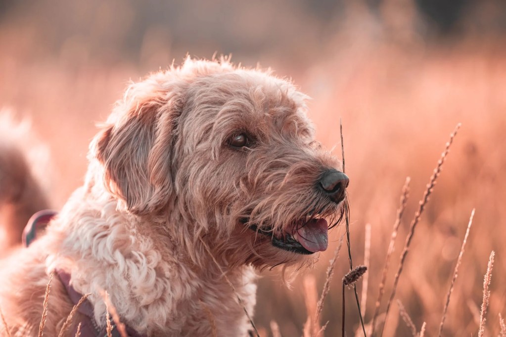 Photo by Karl  Byron on Pexels