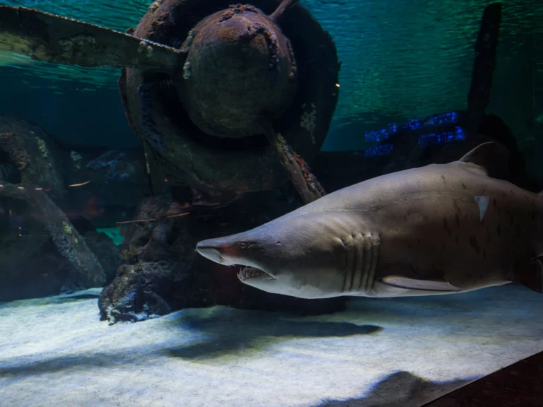 Sand tiger shark swimming in an aquarium against a backdrop of a shipwreck, showcasing marine life.