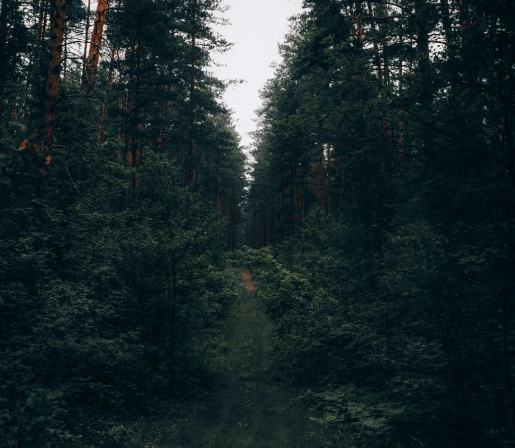 A tranquil forest path through dense tall trees, perfect for nature lovers.