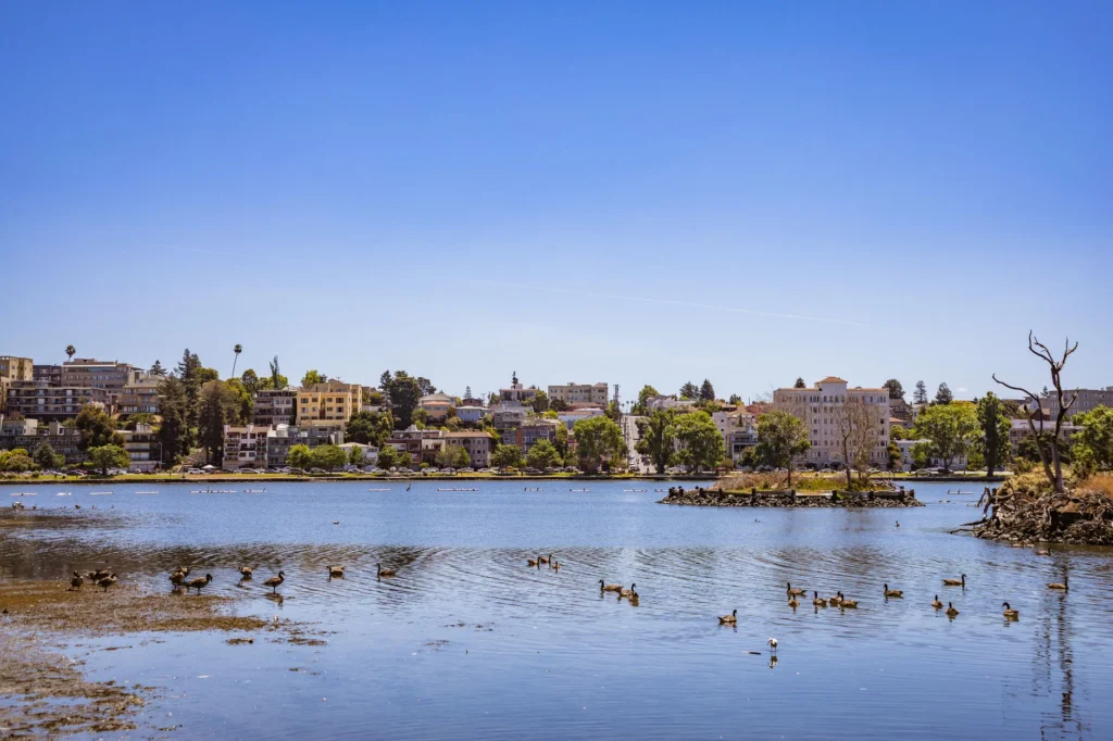 Picturesque urban shoreline with ducks gliding on a tranquil lake under a clear blue sky.