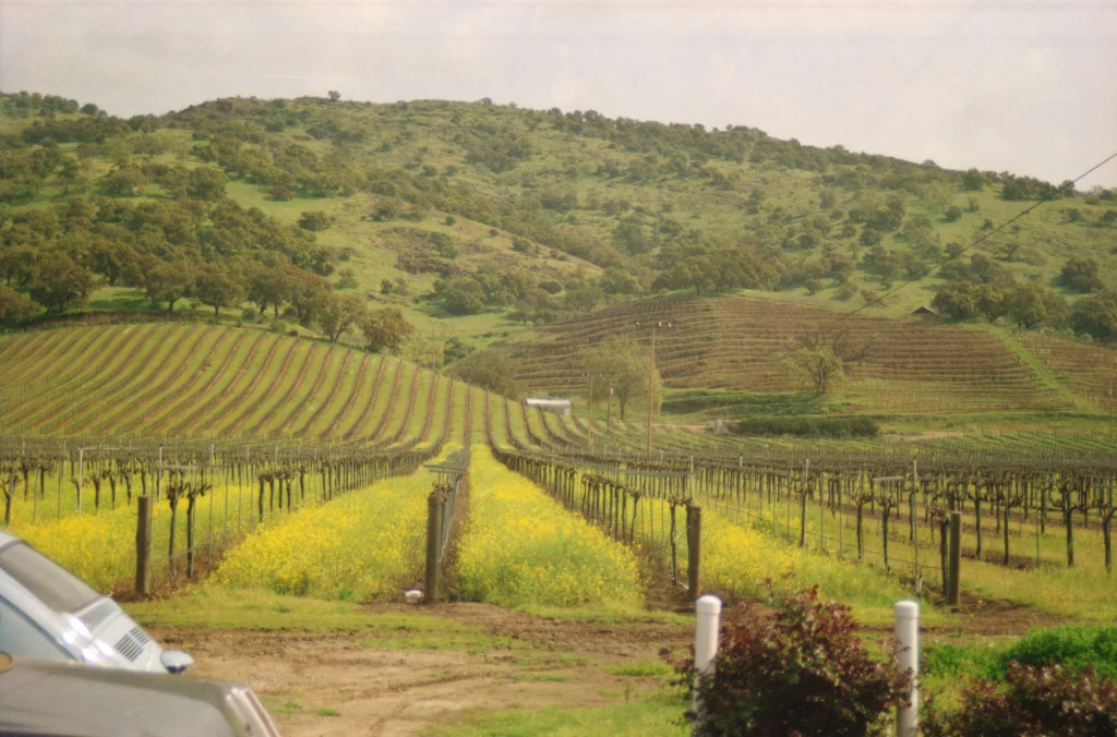 Vibrant vineyard rows in Northern California with rolling hills and spring foliage, perfect for wine enthusiasts.
