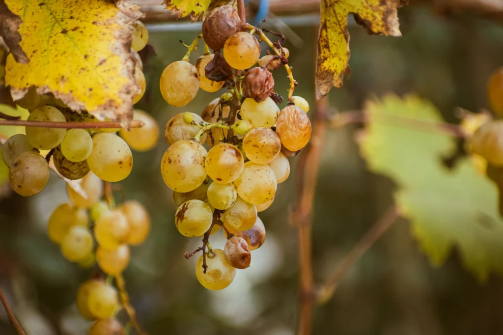 Close-up of ripe yellow grapes hanging on a vine with autumn leaves nearby.