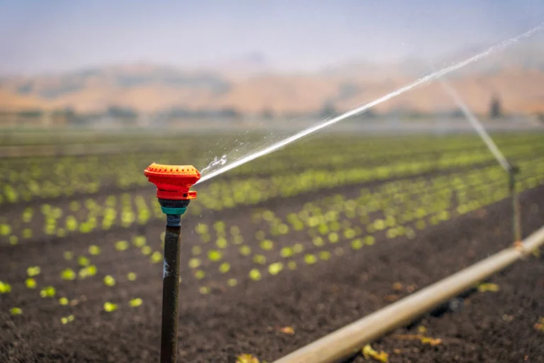A sprinkler irrigating a green crop field in a rural landscape under a clear blue sky.
