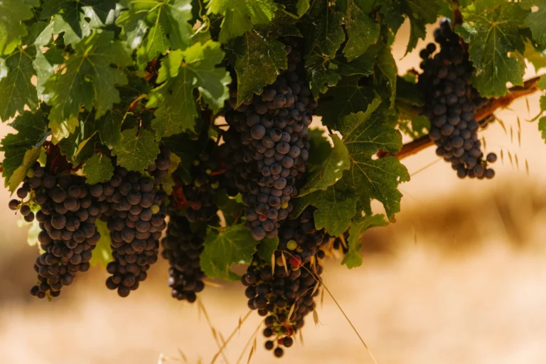 Close-up of ripe grapes on a vine in Margaret River, Australia vineyard.