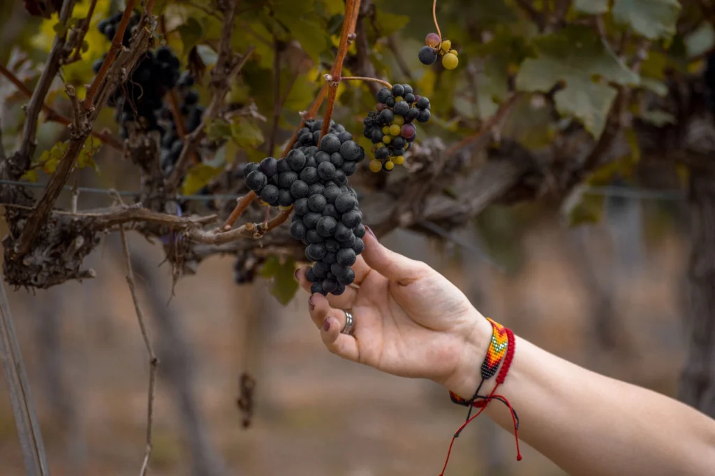 A close-up of a hand picking ripe grapes in a vineyard, showcasing the viticulture process.