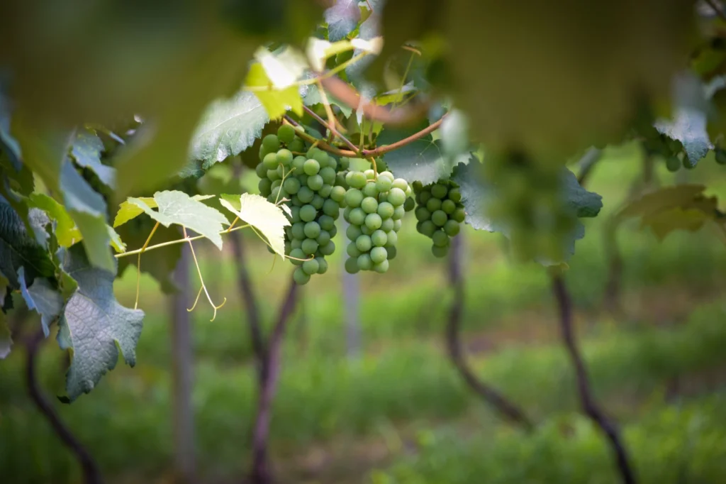 Green grapes hanging in a vibrant vineyard setting in Andradas, Brazil, showcasing natural beauty.