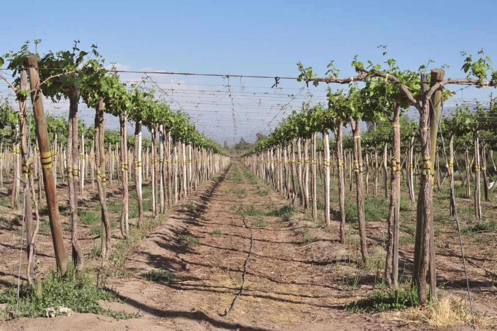 Captivating view of vineyard rows under bright sunshine in Santiago Metropolitan Region, Chile.