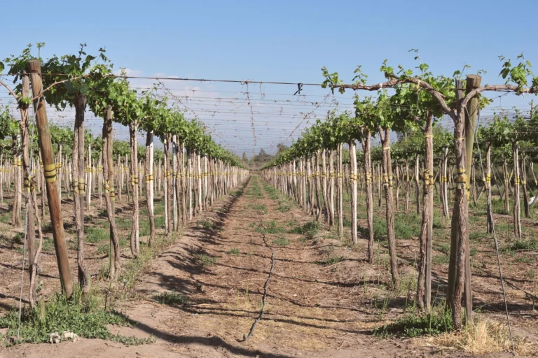 Captivating view of vineyard rows under bright sunshine in Santiago Metropolitan Region, Chile.