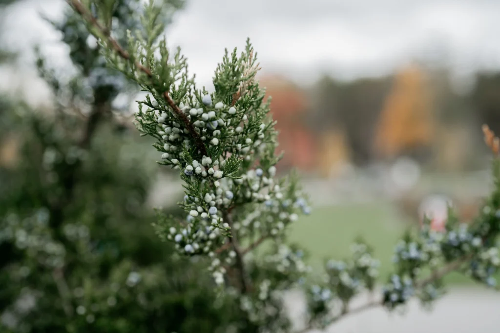 Detailed image of juniper branch with berries in a fall setting, Fayetteville.