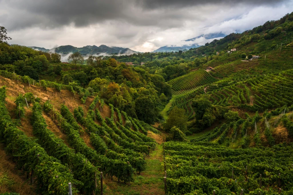 Lush vineyard in the Italian countryside with rolling hills under a cloudy sky.