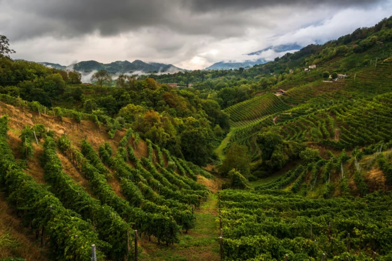 Lush vineyard in the Italian countryside with rolling hills under a cloudy sky.
