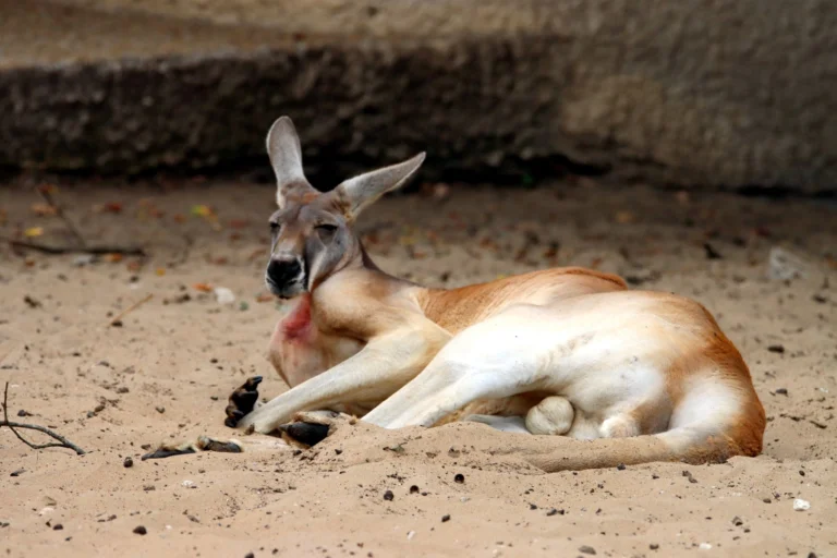 A kangaroo lounging comfortably on a sandy surface, capturing the essence of Australian wildlife.
