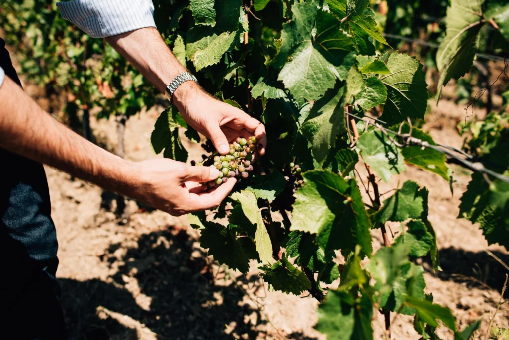 Close-up of hands inspecting grapes in a vineyard in Épernay, France.