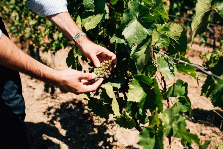 Close-up of hands inspecting grapes in a vineyard in Épernay, France.