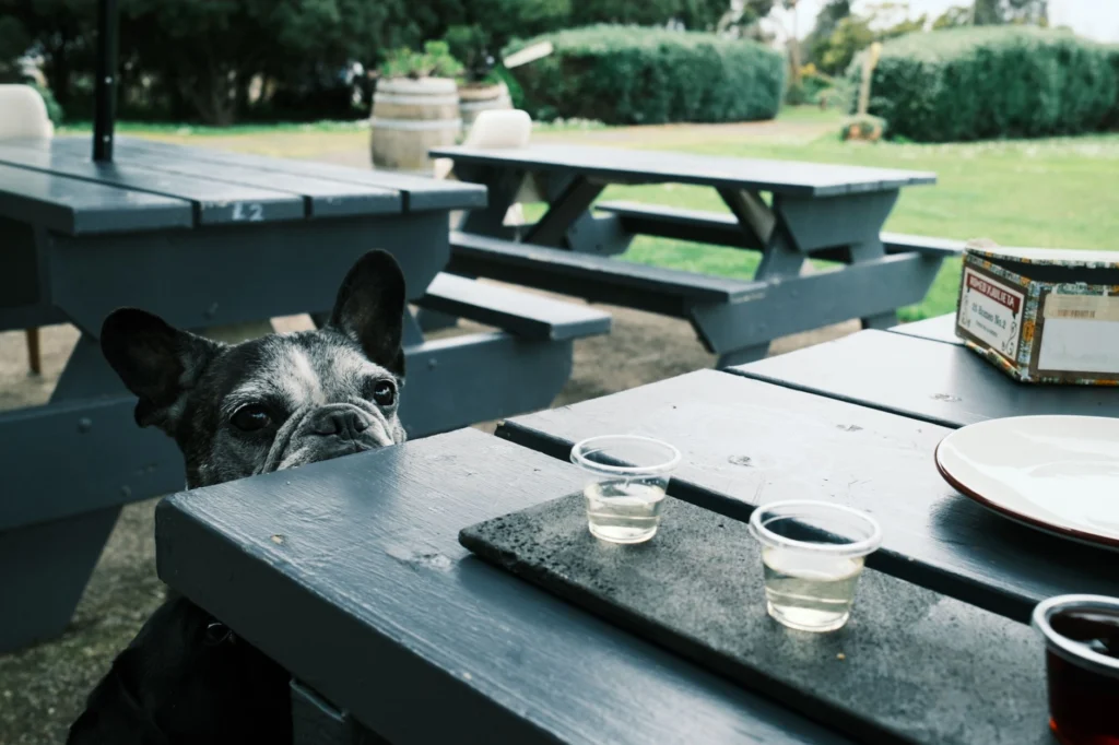 Charming French Bulldog peeking over a table at an outdoor winery in Killarney, Victoria.