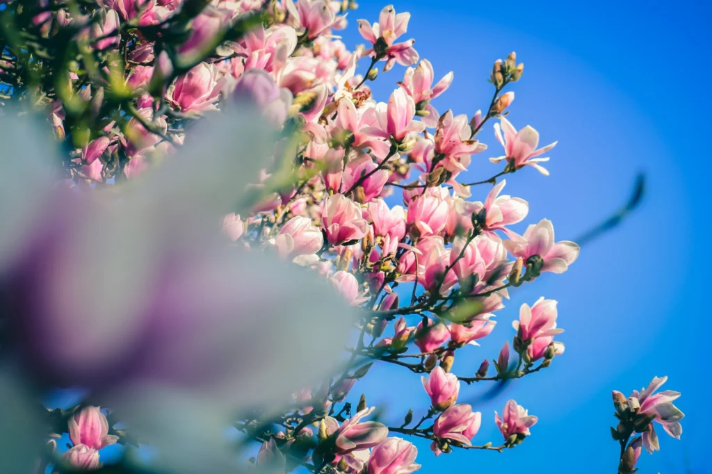 From below of lush blooming tree of magnolia with pink odorous flowers against blue sky