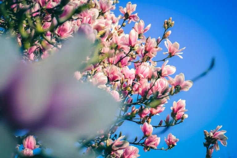 From below of lush blooming tree of magnolia with pink odorous flowers against blue sky